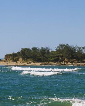 cotton tree