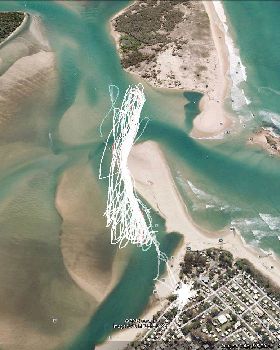 cotton tree 28.7.13