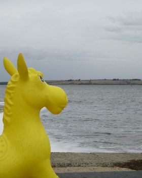 donkey swan
