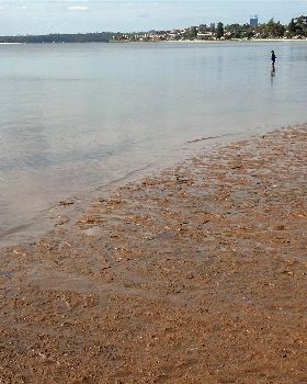 Swan River low tide