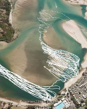 Cotton tree