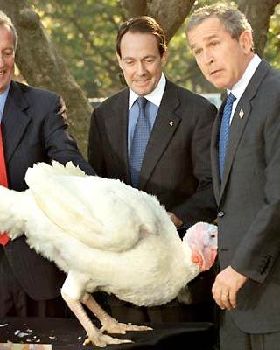 bushturkey512