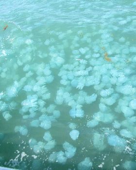jellies 002c