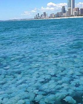 Jellies