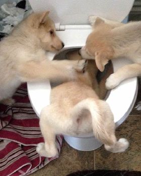3 dogs