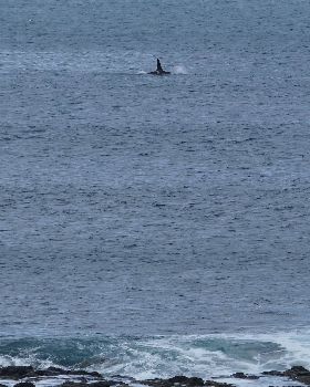Orca at Phillip Island