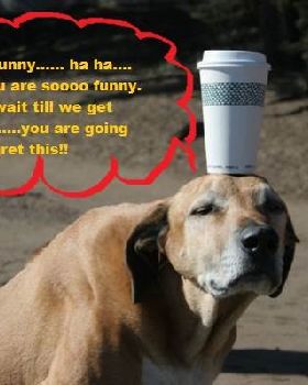 Dog PIc