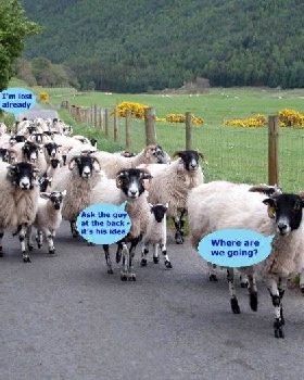 sheep