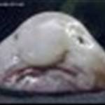 bumflufff