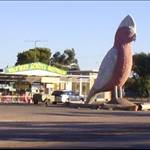 galah