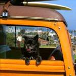 localsurfer