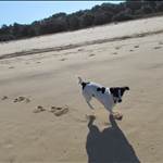 sharkdog