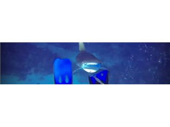 Real or Fake? A Virtual Reality Shark Attack! - Fishing News