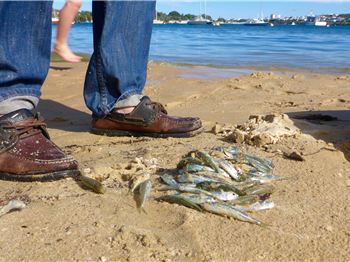 Salmon School Goes into Frenzy around SUP's - Fishing News