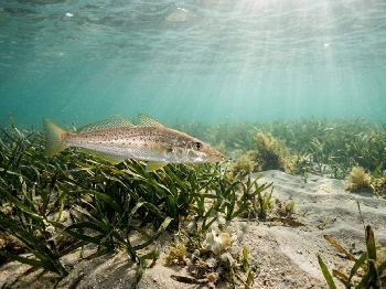 SA Fishing: Calamari and Garfish Now Closed