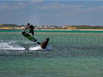 Seal attacks kitesurfer, or Kitesurfer attacks seal? - Kitesurfing News