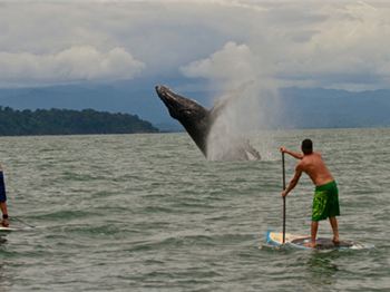 Stand Up Paddling with Whales, a first hand report. - Stand Up Paddle News